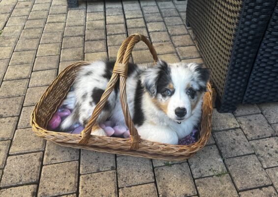 Fotka První den s pejskem Baileym